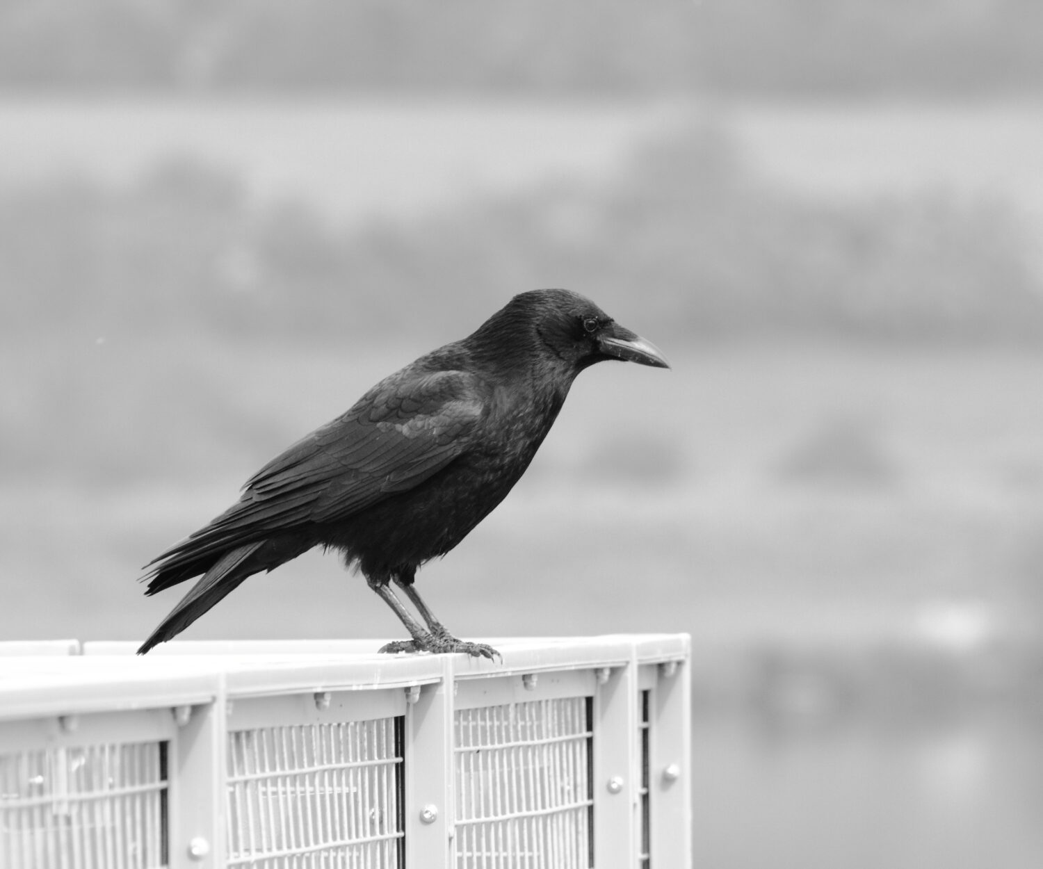 Crow